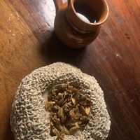   at TreeHouse La Selva in Playa Del Carmen