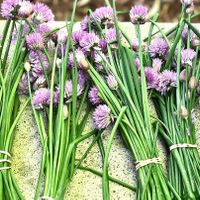 fresh local chives at Moveable Feast in Geneva