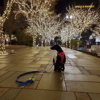 We had to look around a bit to find it but if you're near the trees you're in the right spot. at Lick It Up - International Bar in El Paso