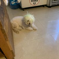 They have a cute pet ❤️ #Veganuary at Olio Mercado Vegano in Playa Del Carmen