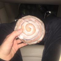 Vegan Cinnamon Roll  at Doughnotts in Leicester