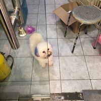 Cute shop master  at Takara Pets in West Singapore