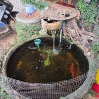  at Nongluk Restaurant in Pai