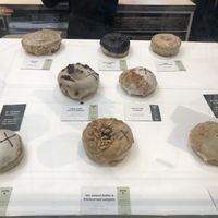 Doughnut options at Crosstown Doughnuts Vegan in London