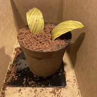 Tiramisu   at L'Artisane Creative Bakery in Coral Gables