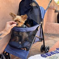 Dog friendly patio  at Cafe de Mesilla in Las Cruces