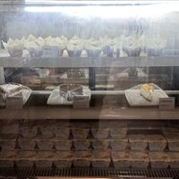 Sweets and bakery case  at Everyday Vegan Grocer - Online only in Central Singapore