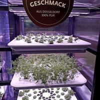 Greens grown in the store at Zurheide feine Kost in Dusseldorf