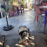 Inside at Mi Vegano Favorito in San Jose Del Cabo