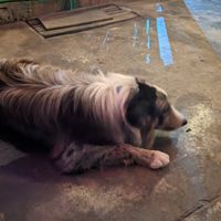 Staff dog at Mi Vegano Favorito in San Jose Del Cabo