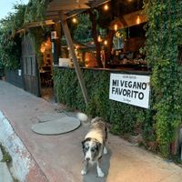 The famous mascot drumming up business at Mi Vegano Favorito in San Jose Del Cabo
