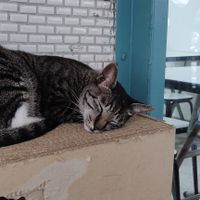 Their resident cat at BeiMen Feng LiBing in Taipei