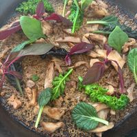 Cous cous  at Vegani in Sevilla