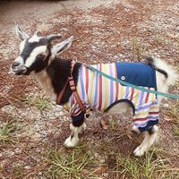 Baby goat nearby. 😍  at The Reizod Vegan Experience in Columbia