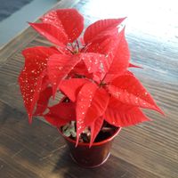 Baby poinsettias on the table ♡ at Burlap and Bean in Media
