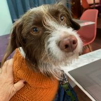  at Remedio Santo Campo Alegre in Porto