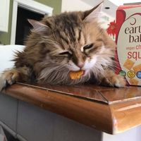 My cat loved the vegan cheese itz at The Vegan Grocery Store in North Tonawanda