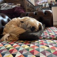   at Mojo's Music Cafe in Scarborough