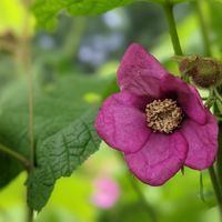Purple Flowering Raspberry at Red Rooster Coffee in Floyd