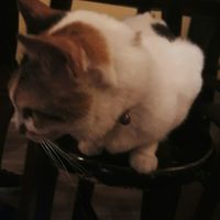 cat at Zi Tien Ye Cai Wu - Yasai ya in Hsinchu