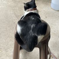  #Veganuary at Chill Chill at Pai in Koh Yao Yai