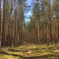 Der Wald hinter vom Gasthof  at Gasthof Falkenhorst in Burig