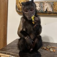 Carmelo Anthony gives the vegetables in my garlic bean curd the seal of approval!💜  at Hong Kong in Battle Creek