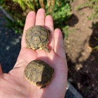  at B&B Kuca Bajlo in Zadar