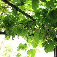   at B&B Kuca Bajlo in Zadar