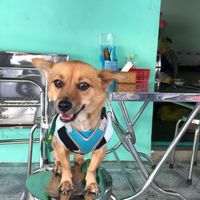 Doggies welcomed at Dieu Nghia in Ho Chi Minh City