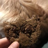 Coffee chocolate cookie - sooo good. Rich coffee taste and nice sweetness of the chocolate. Loved the real coffee beans on it. at Be The Change - Bake a Difference in Worcester