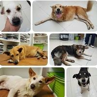 Adopciones ❤ at Espacio ASH in Montevideo