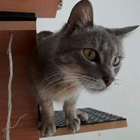 Adopciones ❤ at Espacio ASH in Montevideo