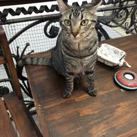 Feed me, too at Espacio ASH in Montevideo