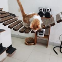 Gatoteca at Espacio ASH in Montevideo