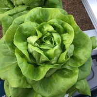 Fresh lettuce just picked - from Full Earth Farm at Damfino's in Quincy