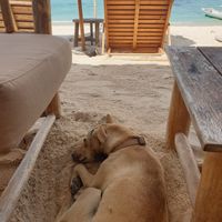 Pupper friend at Tigerlillys in Lembongan