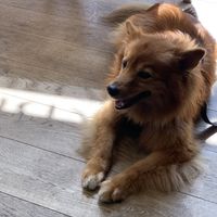 Dogs are welcome and even served a treat if they’re behaving 😉  at Blackbird in Bruges