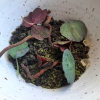 Forest at Ark in Copenhagen