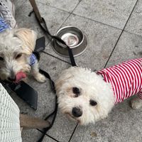 Dog friendly outside seating and has heating lamps  at The Real Greek in Bournemouth