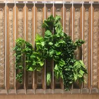 Fresh veggies   at Vege Creek 蔬河 - 101 in Taipei