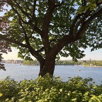   at Hermans in Stockholm