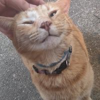 Very friendly kitty at MeMe's Twisted Potato in Little Rock