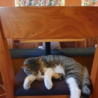  at Union Cafe in Antigua