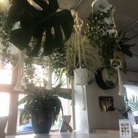 Interior   at Kale+Coco in Dublin