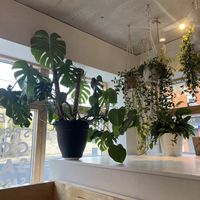  plant corner!  at Kale+Coco in Dublin