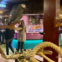 There are animals present in the restaurant, they are not bothered by the customers, the animals are all saved from the industry, someone from the staff (the daughter I heard), is  at El Castillo in Valkenburg