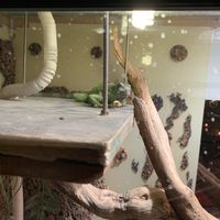 Rescued animals at El Castillo in Valkenburg