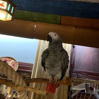 Rescued animal at El Castillo in Valkenburg