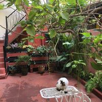 Patio and house cat Melina at Hostal Patio de 27 at Hostal Patio de 27 in Havana